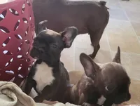 Estelles, a female French Bulldog and Frenchton for sale in Oakville, WA – 5 of 6