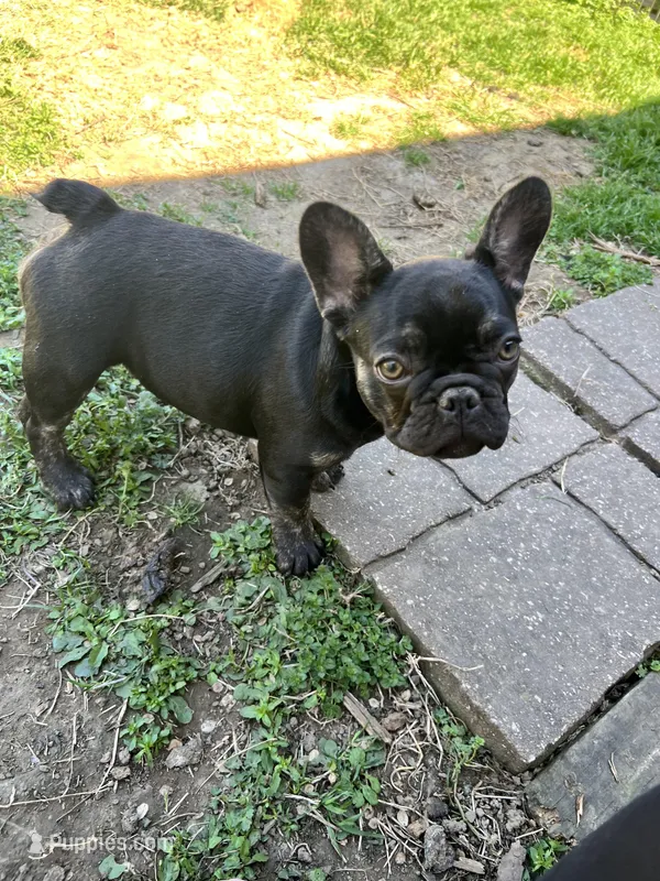 Fiona – French Bulldog puppy for sale in Coweta, OK