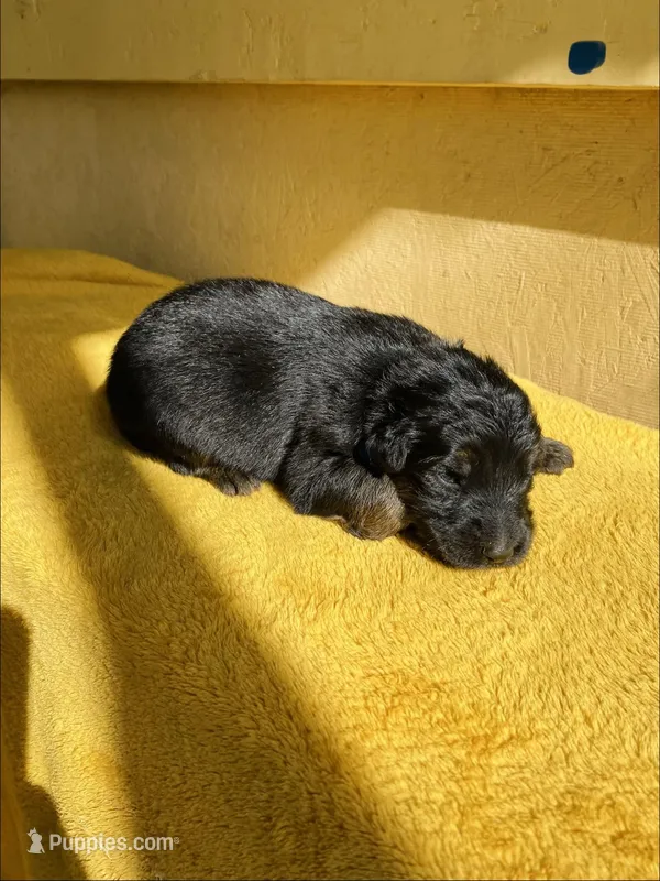 Long coat black/red – German Shepherd Dog puppy for sale in Muldrow, OK