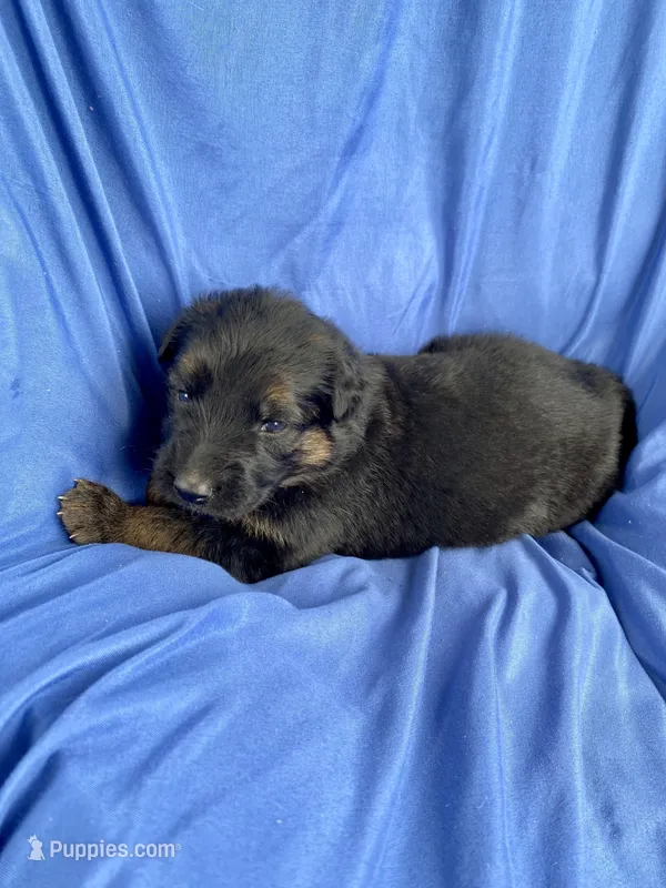 Long coat black/red – German Shepherd Dog puppy for sale in Muldrow, OK