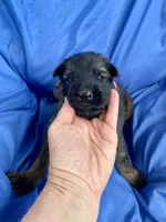 Long coat sable READY TO GO, a male German Shepherd Dog for sale in Muldrow, OK – 6 of 7