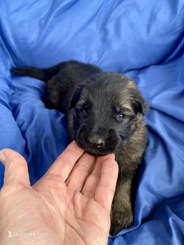Long coat sable – German Shepherd Dog puppy for sale in Muldrow, OK
