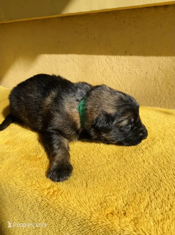 Long coat sable – German Shepherd Dog puppy for sale in Muldrow, OK