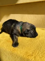 Long coat sable, a male German Shepherd Dog for sale in Muldrow, OK – Photo 1 of 2