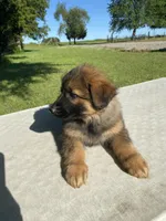 Long coat  READY TO GO, a female German Shepherd Dog for sale in Muldrow, OK – 3 of 7