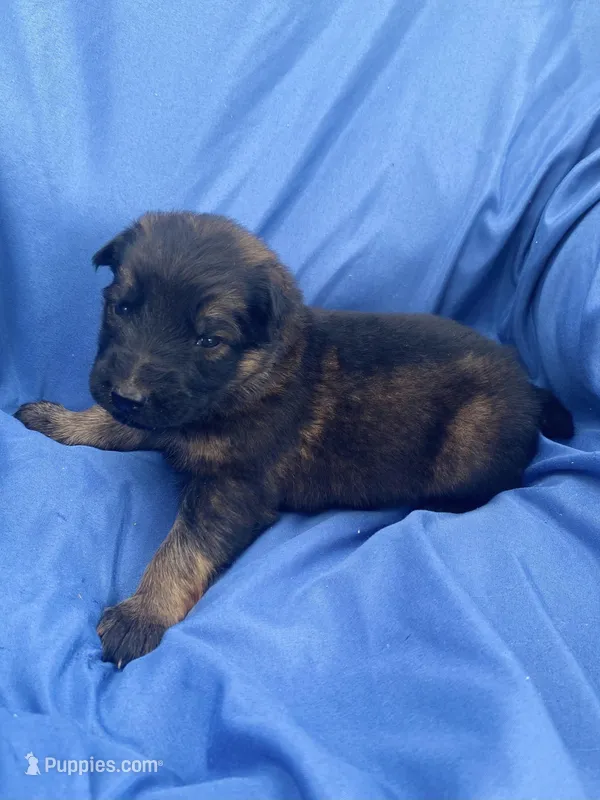 Long coat sable  – German Shepherd Dog puppy for sale in Muldrow, OK