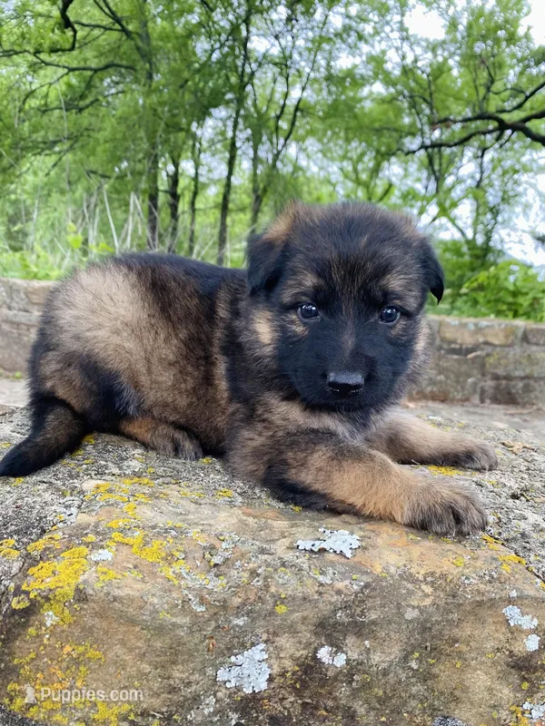 Long coat sable  – German Shepherd Dog puppy on hold in Muldrow, OK