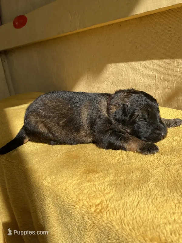 Long coat sable  – German Shepherd Dog puppy for sale in Muldrow, OK