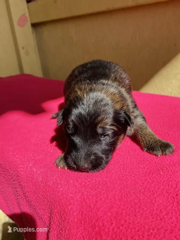 Long coat sable  – German Shepherd Dog puppy for sale in Muldrow, OK