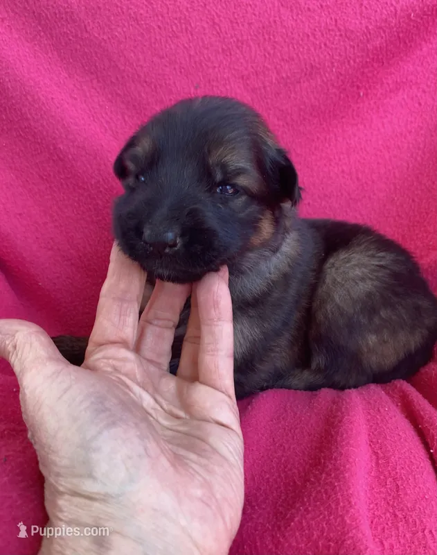 Long coat sable  – German Shepherd Dog puppy for sale in Muldrow, OK
