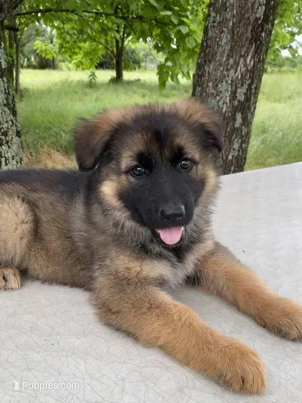 Long coat sable READY TO GO – German Shepherd Dog puppy for sale in Muldrow, OK