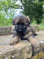 Long coat  READY TO GO, a female German Shepherd Dog for sale in Muldrow, OK – 5 of 7