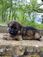 Long coat  READY TO GO, a female German Shepherd Dog for sale in Muldrow, OK – 6 of 7
