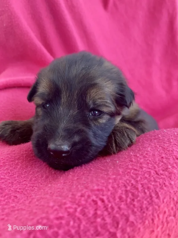 Long coat – German Shepherd Dog puppy for sale in Muldrow, OK