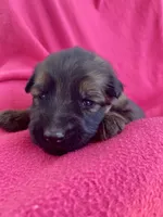 Long coat, a female German Shepherd Dog for sale in Muldrow, OK – Photo 1 of 4