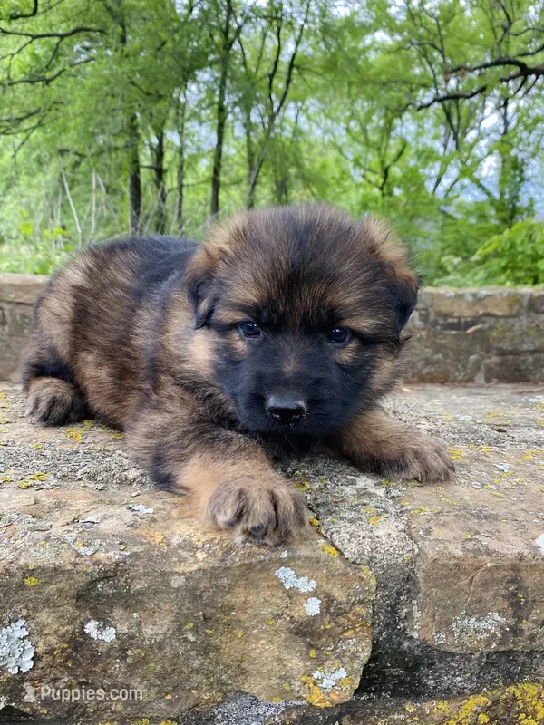 Long coat – German Shepherd Dog puppy for sale in Muldrow, OK