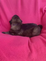 Long coat, a female German Shepherd Dog for sale in Muldrow, OK – Photo 3 of 4