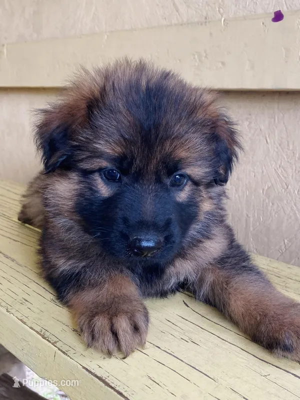Long coat – German Shepherd Dog puppy for sale in Muldrow, OK
