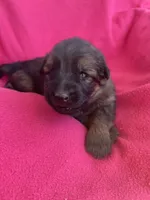 Long coat, a female German Shepherd Dog for sale in Muldrow, OK – Photo 2 of 4