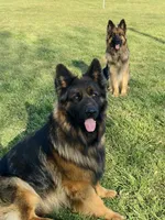 Long coat, a female German Shepherd Dog for sale in Muldrow, OK – Photo 4 of 4