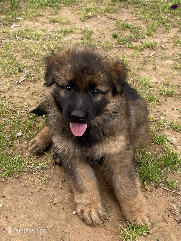 Long coat – German Shepherd Dog puppy for sale in Muldrow, OK