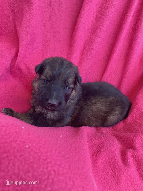 Long coat sable – German Shepherd Dog puppy for sale in Muldrow, OK