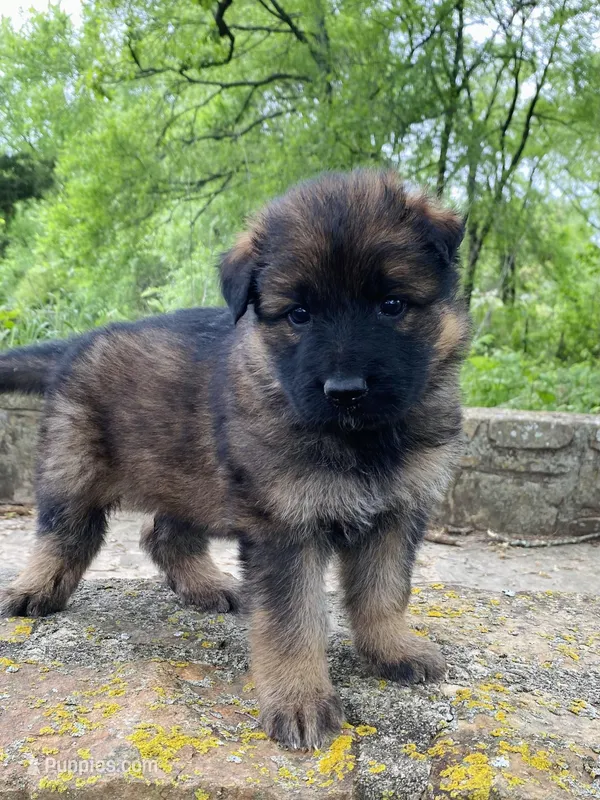 Long coat sable – German Shepherd Dog puppy for sale in Muldrow, OK