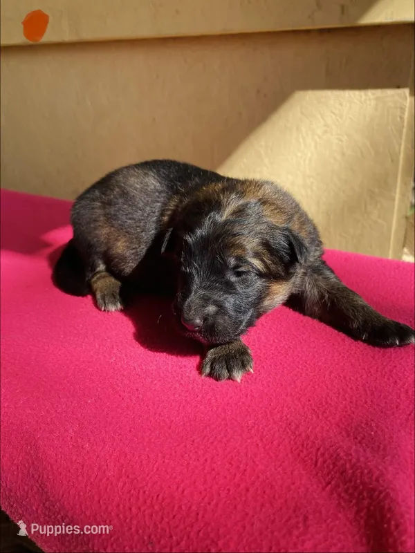 Long coat sable – German Shepherd Dog puppy for sale in Muldrow, OK