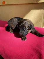 Long coat sable, a female German Shepherd Dog for sale in Muldrow, OK – Photo 1 of 2