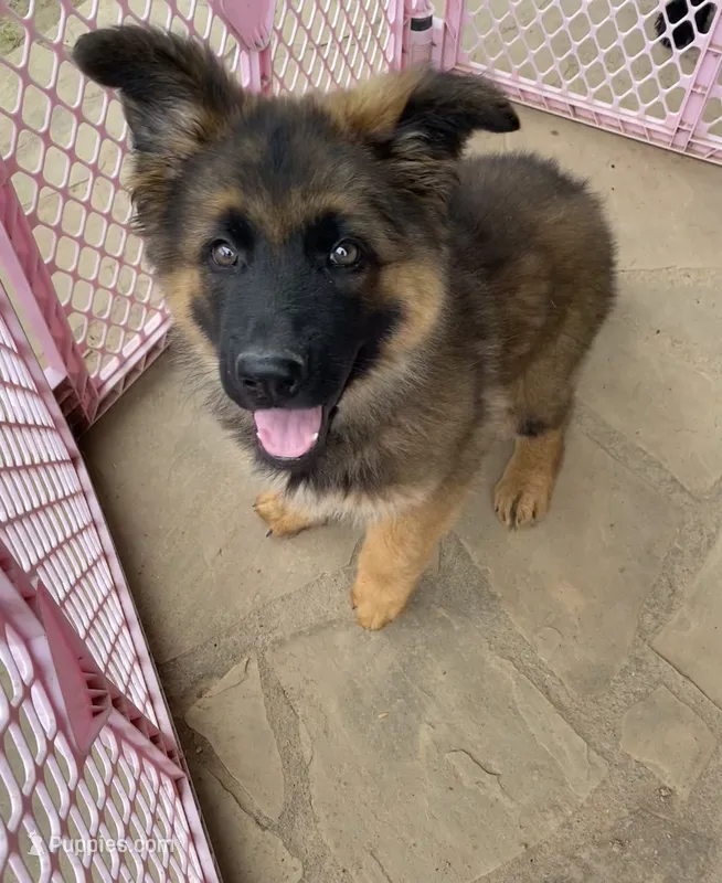 Long coat sable READY TO GO – German Shepherd Dog puppy for sale in Muldrow, OK