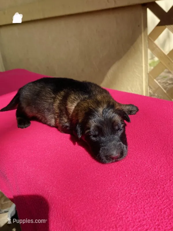 Long coat sable – German Shepherd Dog puppy for sale in Muldrow, OK