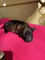 Long coat sable, a female German Shepherd Dog for sale in Muldrow, OK – Photo 1 of 2