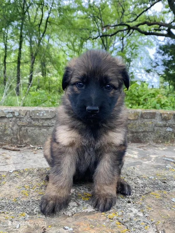Long coat sable – German Shepherd Dog puppy for sale in Muldrow, OK