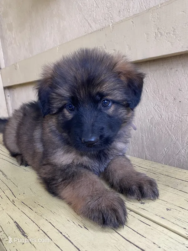Long coat sable – German Shepherd Dog puppy for sale in Muldrow, OK