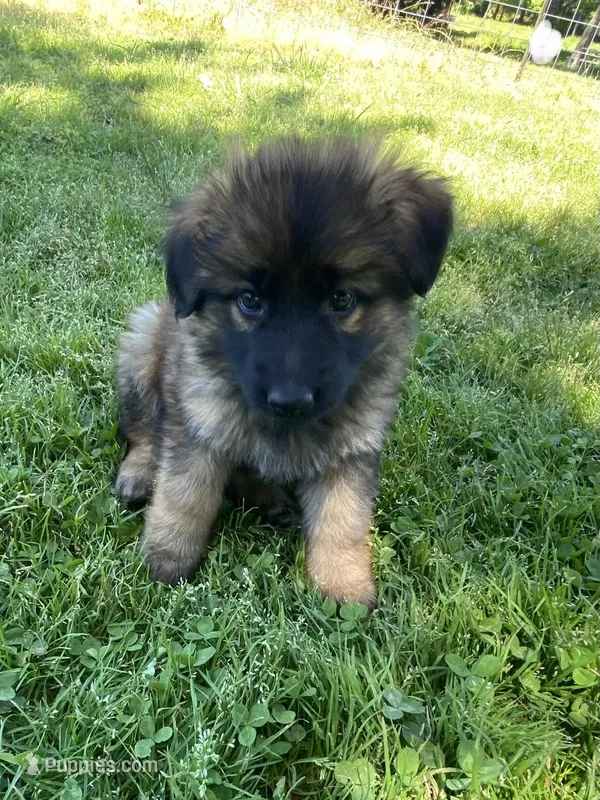 Long coat sable – German Shepherd Dog puppy on hold in Muldrow, OK
