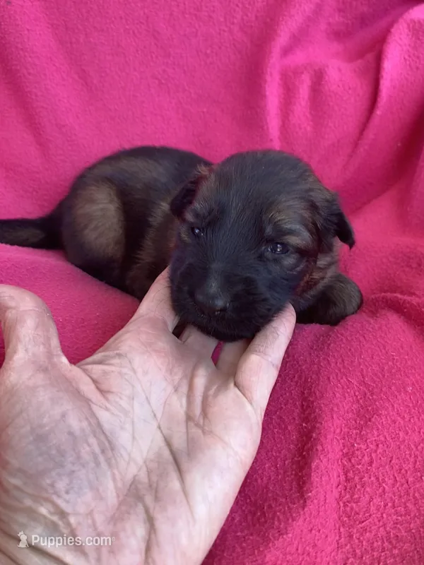 Long coat sable – German Shepherd Dog puppy for sale in Muldrow, OK