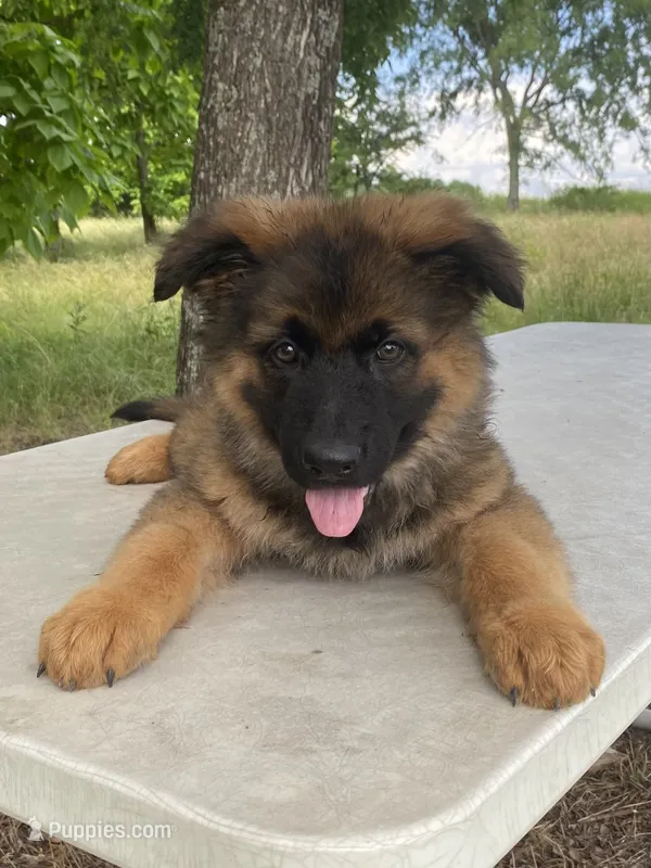 Long coat sable READY TO GO – German Shepherd Dog puppy for sale in Muldrow, OK