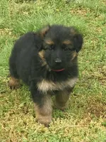 Long coat black/red  READY TO GO, a female German Shepherd Dog for sale in Muldrow, OK – 4 of 8