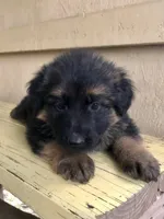 Long coat black/red  READY TO GO, a female German Shepherd Dog for sale in Muldrow, OK – 3 of 8