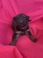 Long coat black/red, a female German Shepherd Dog for sale in Muldrow, OK – Photo 2 of 4