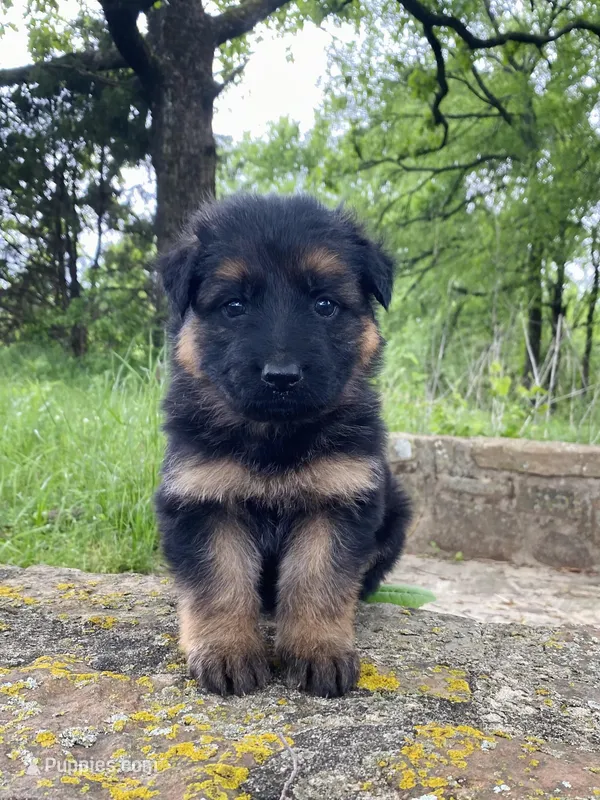 Long coat black/red – German Shepherd Dog puppy for sale in Muldrow, OK