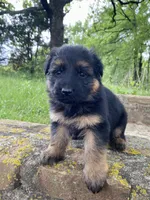 Long coat black/red  READY TO GO, a female German Shepherd Dog for sale in Muldrow, OK – 6 of 8