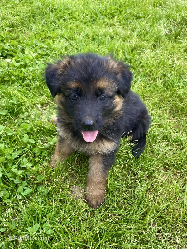 Long coat black/red – German Shepherd Dog puppy for sale in Muldrow, OK
