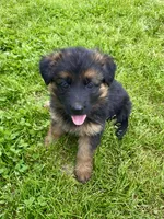 Long coat black/red  READY TO GO, a female German Shepherd Dog for sale in Muldrow, OK – 2 of 8
