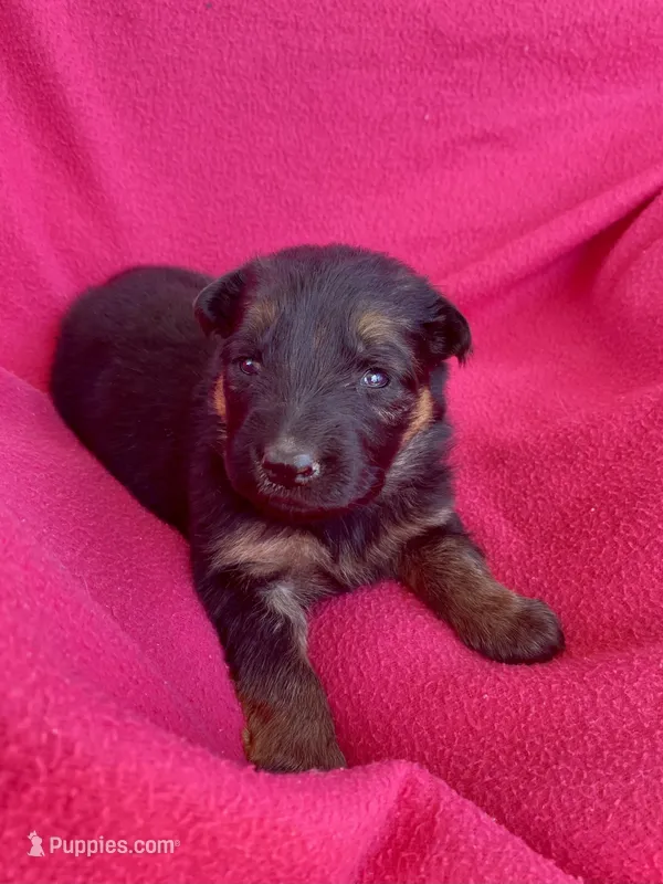 Long coat black/red – German Shepherd Dog puppy for sale in Muldrow, OK