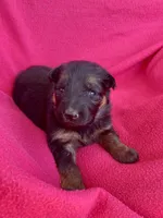 Long coat black/red, a female German Shepherd Dog for sale in Muldrow, OK – Photo 1 of 4