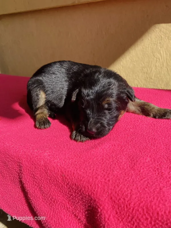 Long coat black/red – German Shepherd Dog puppy for sale in Muldrow, OK