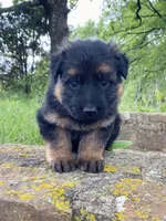 Long coat black/red  READY TO GO, a female German Shepherd Dog for sale in Muldrow, OK – 7 of 8