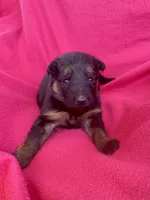 Long coat black/red, a female German Shepherd Dog for sale in Muldrow, OK – Photo 3 of 4