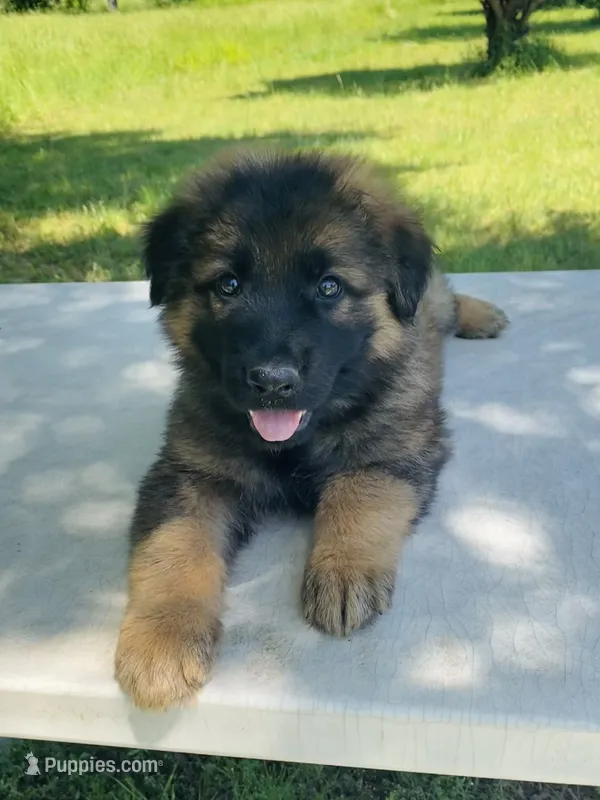 Long coat sable – German Shepherd Dog puppy for sale in Muldrow, OK